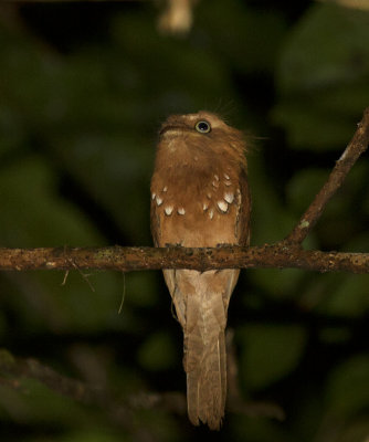 Blythes Frogmouth