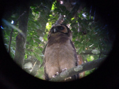 Brown Wood Owl