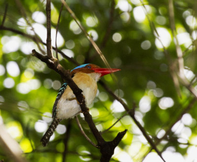 Banded Kingfisher, male