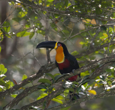 Channel-billed Toucan