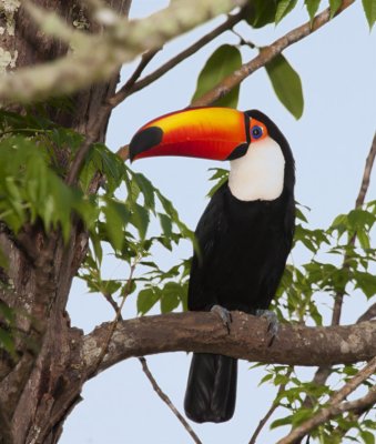 Toco Toucan