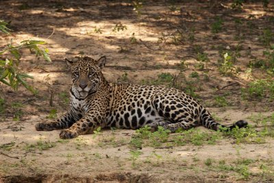 Jaguar
