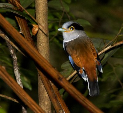Malaysia (2012) - The Silver-breasted Broadbill