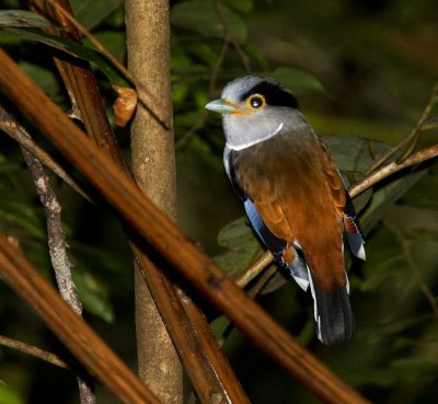 Silver-breasted Broadbill, female