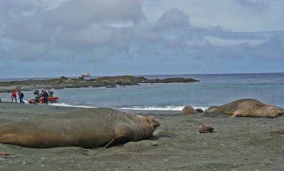 Sandy Bay at Macquarie Island