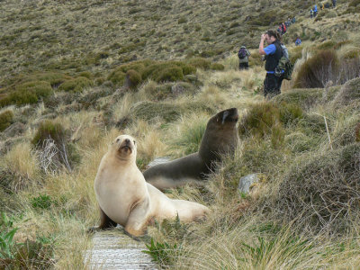 Hooker Sea Lions in our path