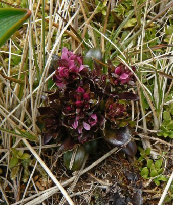 gentian