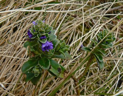 gentian sp