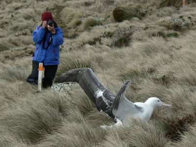 Phyllis and Southern Royal Albatross