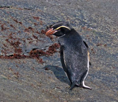 Snares Crested Penguin