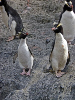 Rockhopper Penguin vs Erect-crested Penguin