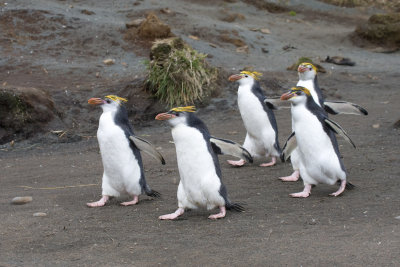 Royal Penguin group