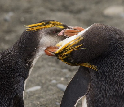 Royal Penguin grooming