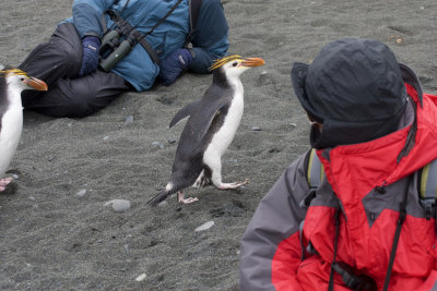 Royal Penguin with Marsha