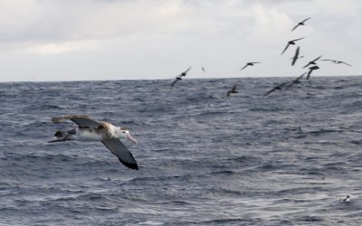 Antipodean Wandering Albatross