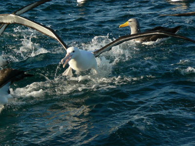 Northern Royal Albatross