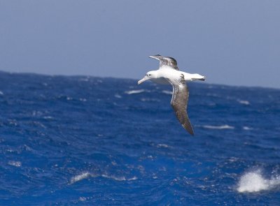 Southern Royal Albatross