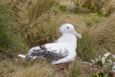 Southern Royal Albatross juvenile