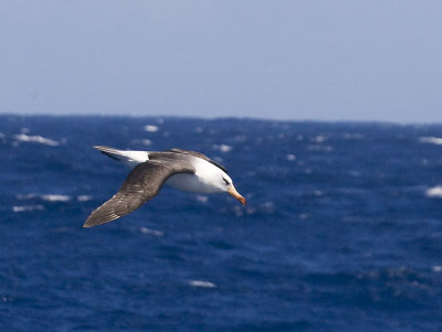 Black-browed Albatross