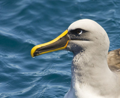 Bullers Albatross