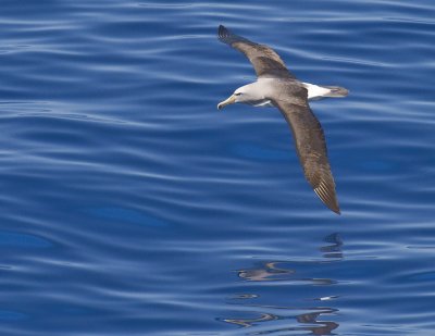 Shy (Salvins) Albatross