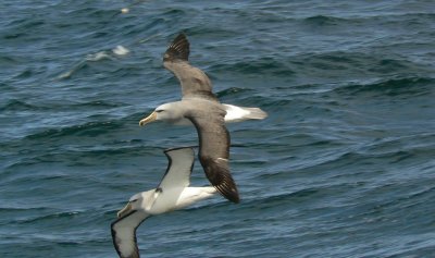 Shy (Salvins) Albatross
