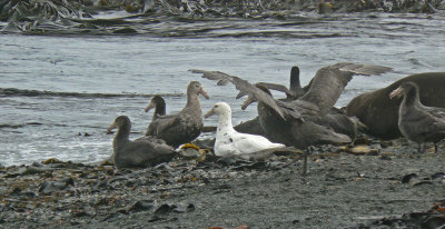 Southern Giant Petrel