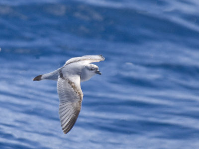 Fulmar Prion