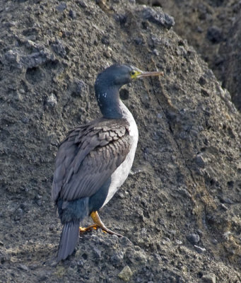 Pitt Island Shag