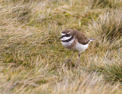 Double-banded Plover at Auckland Island