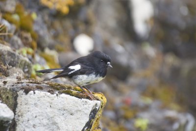 Tomtit at Auckland Island