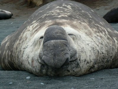 Elephant Seal girth