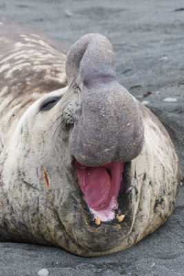 Elephant Seal showing teeth