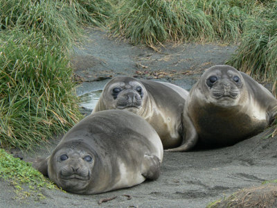 Elephant Seal weaners