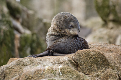 New Zealand Fur Seal pup