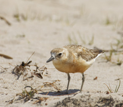 New Zealand Dotterel (on North Island)