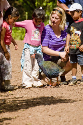 Takahe with kids