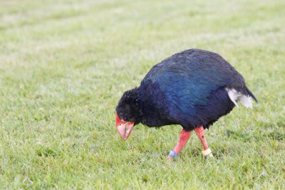 Takahe