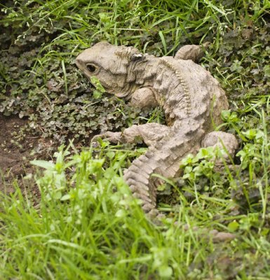 Tuatara at museum in Invercargill