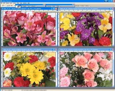 SCREEN_SHOT1DMKII-Flowers-1.jpg