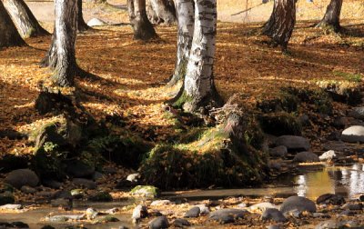 XinJiang - Hemu Trees and Reflection Sep 10