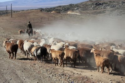 XinJiang -  Herd Transfer Sep 10