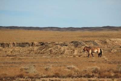 Wild Horse