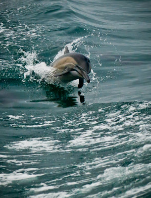 dolphins2011
