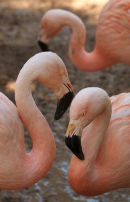 3_flamingos2_s.jpg