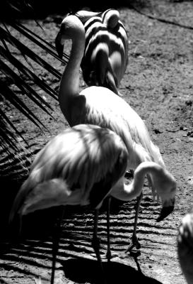 bw_flamingo1_s.jpg