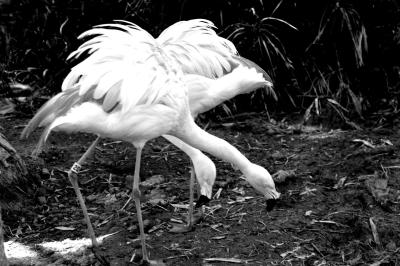 bw_flamingo2_s.jpg