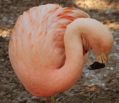 flamingo_compact_s.jpg