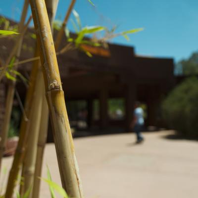 sq_bamboo_s.jpg