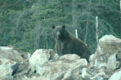 bear_cross.jpg
